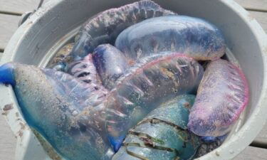 Portuguese men-of-war were spotted at East Matunuck State Beach in Rhode Island on Aug. 23.