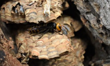 The Washington State Department of Agriculture (WSDA) said Thursday that it had eradicated the first Asian giant hornet nest of the year in the base of a dead alder tree in rural Washington.