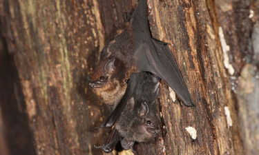 Saccopteryx bilineata bat pups