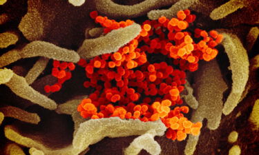 This scanning electron microscope image shows SARS-CoV-2 (orange)—also known as 2019-nCoV