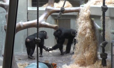 Apes' hellos and goodbyes show that the animals can communicate mutual agreements and joint commitments with each other.