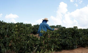 Coffee prices haven't been this high in 4 years. A worker here inspects coffee trees on a farm in Guaxupe