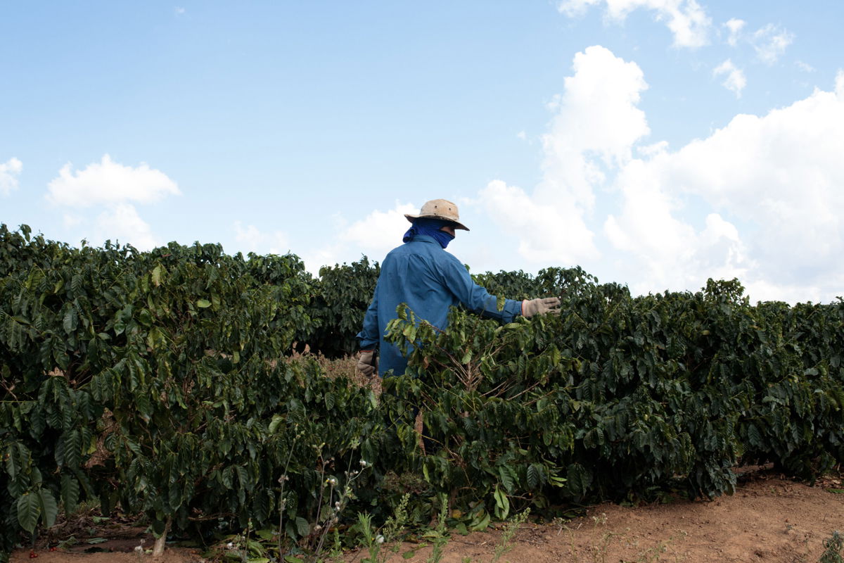 <i>Patricia Monteiro/Bloomberg/Getty Images</i><br/>Coffee prices haven't been this high in 4 years. A worker here inspects coffee trees on a farm in Guaxupe