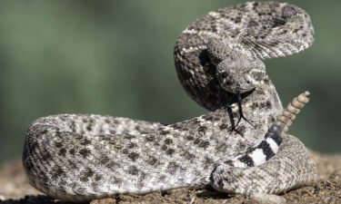 Rattlesnakes change their rattle frequency depending on the distance of incoming threats