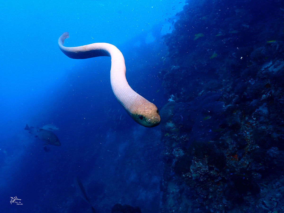 <i>Jack Breedon</i><br/>Olive sea snakes are highly venomous.