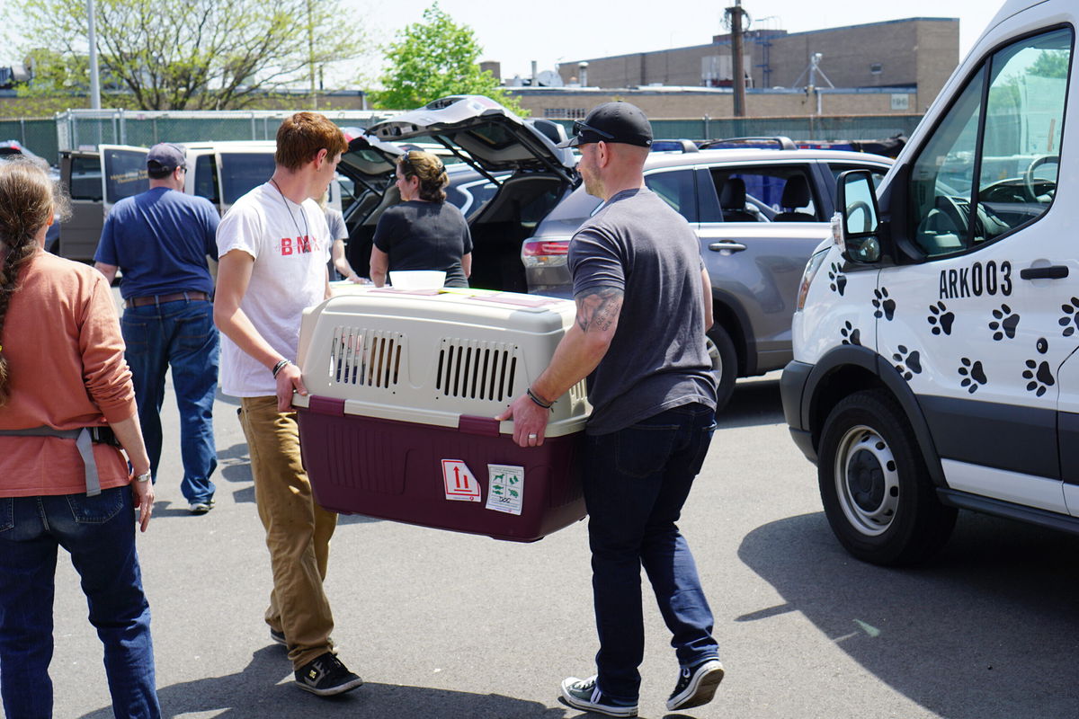 <i>P.L.Fitzgerald</i><br/>Dog rescue groups want the CDC to reopen dog imports to those who can properly document that the dogs are vaccinated against and immune to rabies.