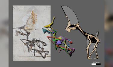 A CT-scan data allowed researchers to rescontruct the pterosaur