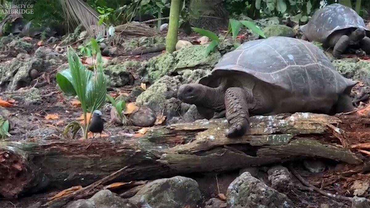 <i>Anna Zora/Fregate Island Foundation/University of Cambridge</i><br/>Researchers captured the moment when a Seychelles giant tortoise