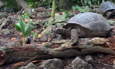 Researchers captured the moment when a Seychelles giant tortoise