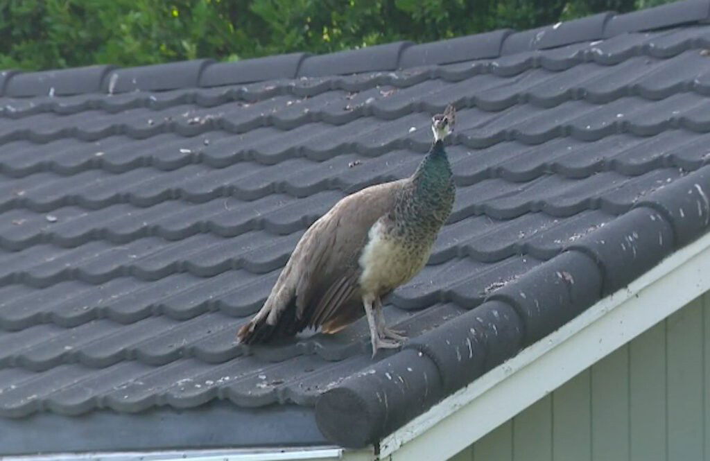 <i>KCAL/KCBS</i><br/>With many residents in the San Gabriel Valley calling foul on an overabundance of peacocks in their neighborhoods