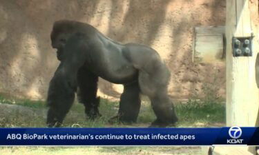 Three apes have died at the Albuquerque BioPark from a bacterial infection.