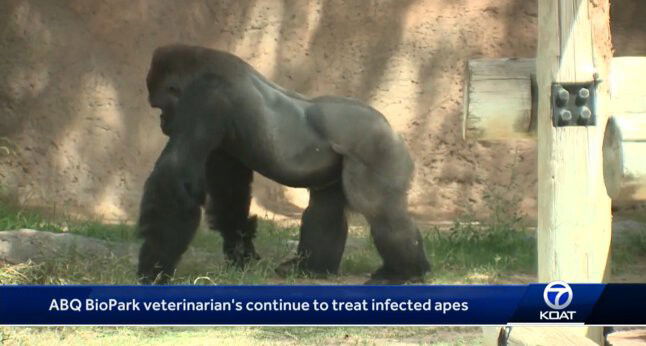 <i>KOAT</i><br/>Three apes have died at the Albuquerque BioPark from a bacterial infection.