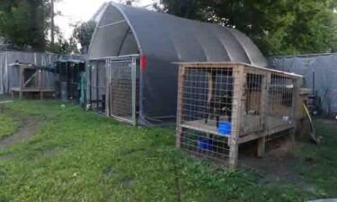 Connecticut's attorney general is seeking state custody of eight pit bulls that were believed to have been involved in a multi-state illegal dog fighting ring.