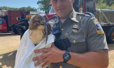 Connecticut State Police troopers rescued an injured red-tailed hawk from the median of a highway.