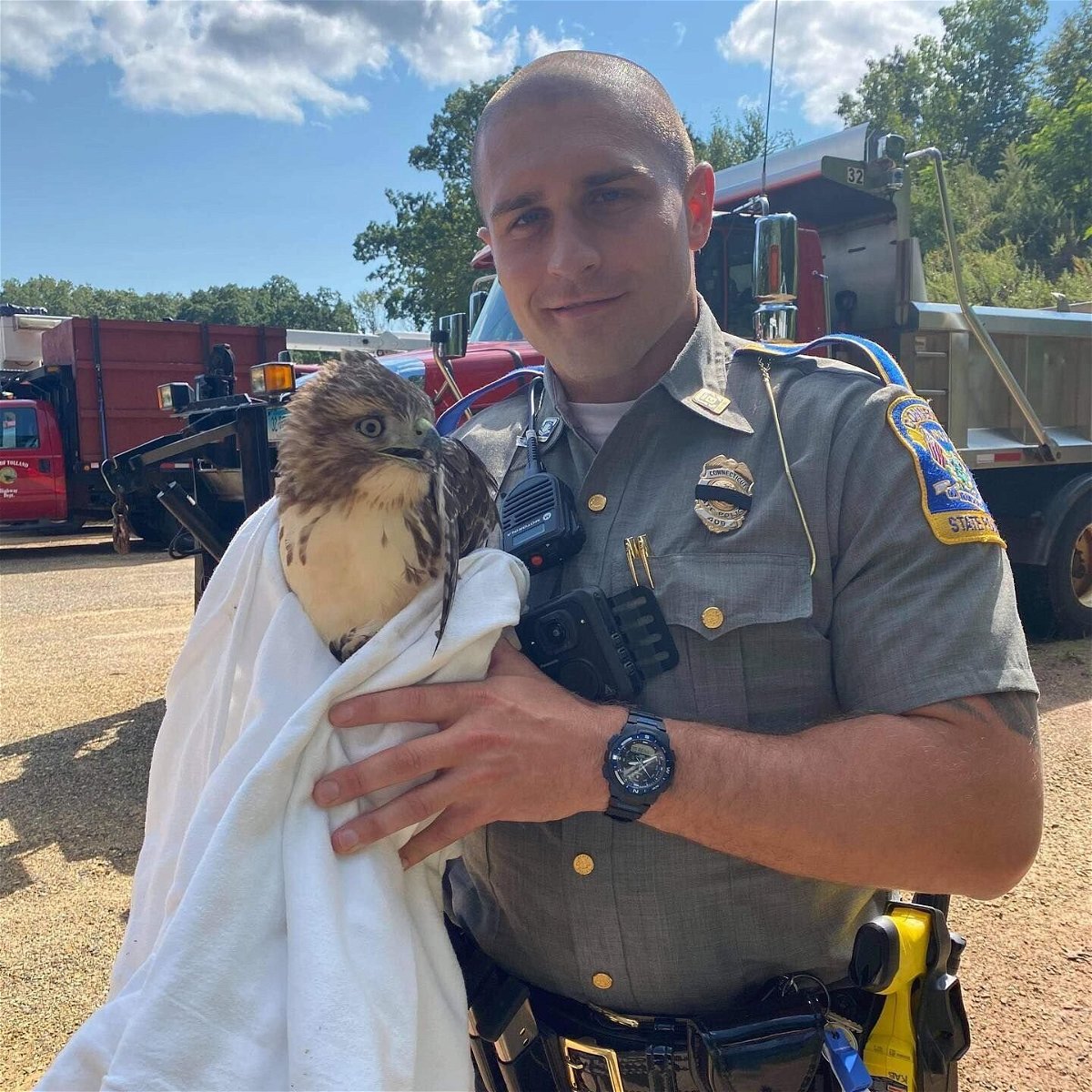<i>Conn. State Police via WFSB</i><br/>Connecticut State Police troopers rescued an injured red-tailed hawk from the median of a highway.