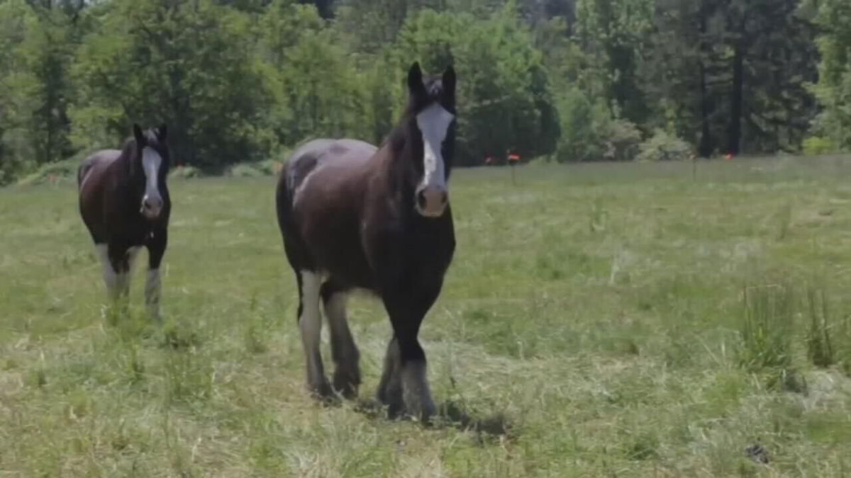 <i>KPTV</i><br/>Five generations of showing draft horses at a farm in Aloha has come to an end. The McInnis family says the pandemic and development in Aloha gave them no choice but to sell nearly all their Clydesdales.