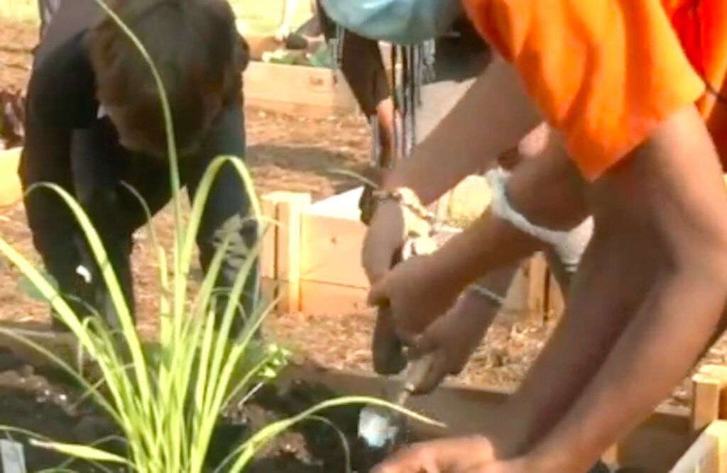 <i>WTVD</i><br/>The learning garden at Abbotts Creek Elementary School is the first of its kind in the county giving students the opportunity to really understand how foods get from the roots to the table.