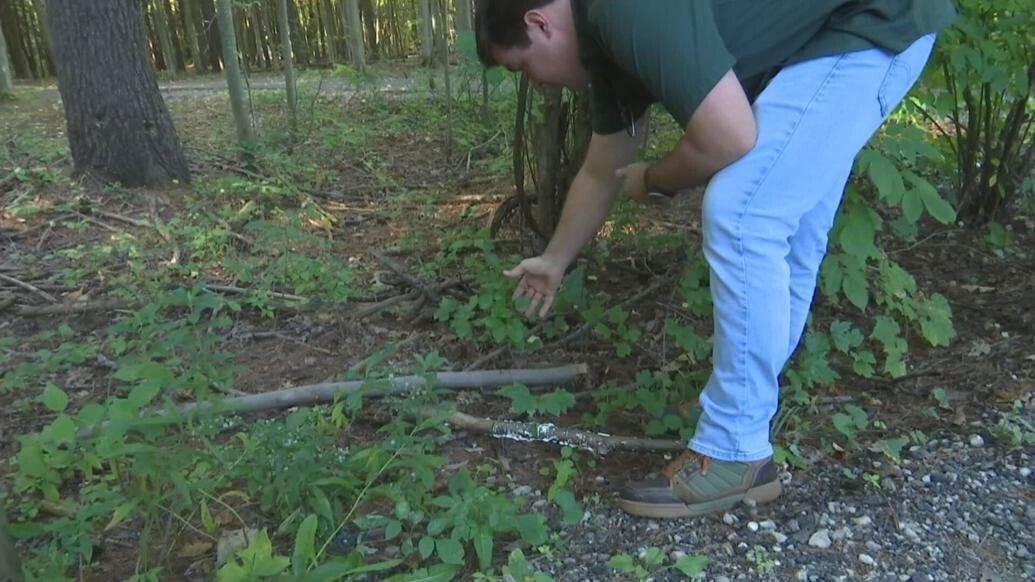 <i>WNEM</i><br/>Matthew Lindauer examines a plant with berries called buckthorn