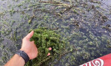 The aquatic plant hydrilla has been overwhelming tributary rivers