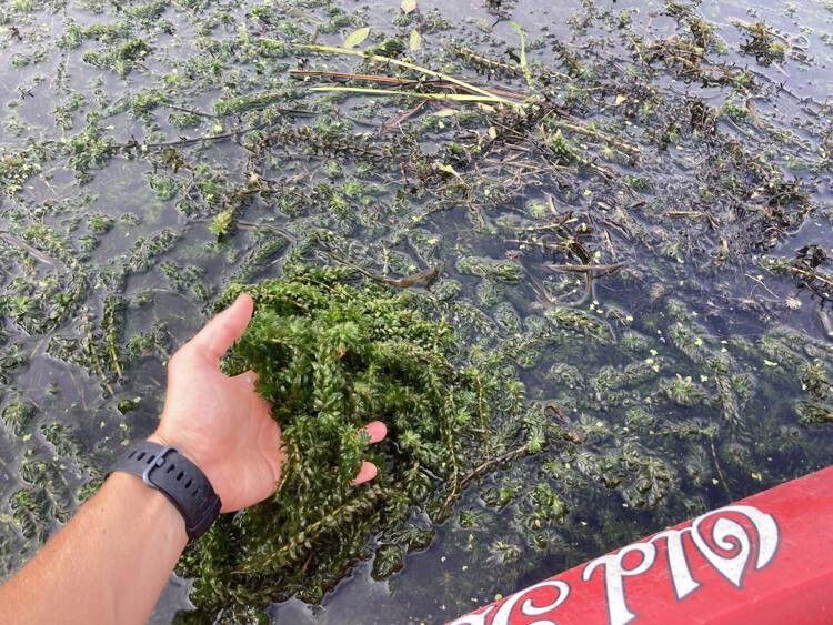 <i>Connecticut River Conservancy WFSB</i><br/>The aquatic plant hydrilla has been overwhelming tributary rivers