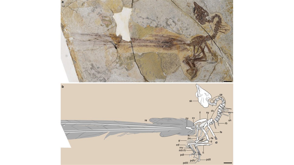 <i>Wang et al/The Field Museum</i><br/>This graphic showcases the new fossil discovery and its well-preserved feathers.