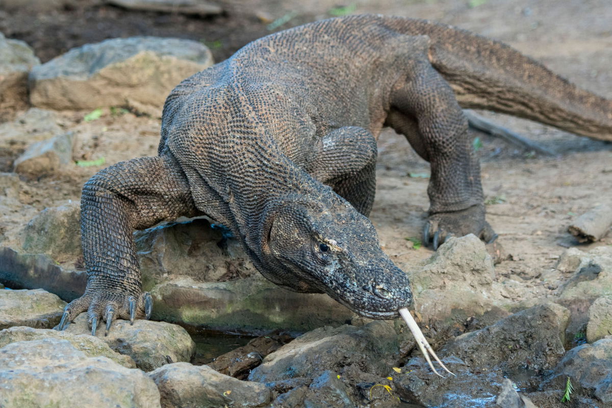 <i>Wolfgang Kaehler/LightRocket/Getty Images</i><br/>The Komodo dragon