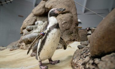 The world lost one of its oldest penguins at the Oregon Zoo. Mochica was 31.