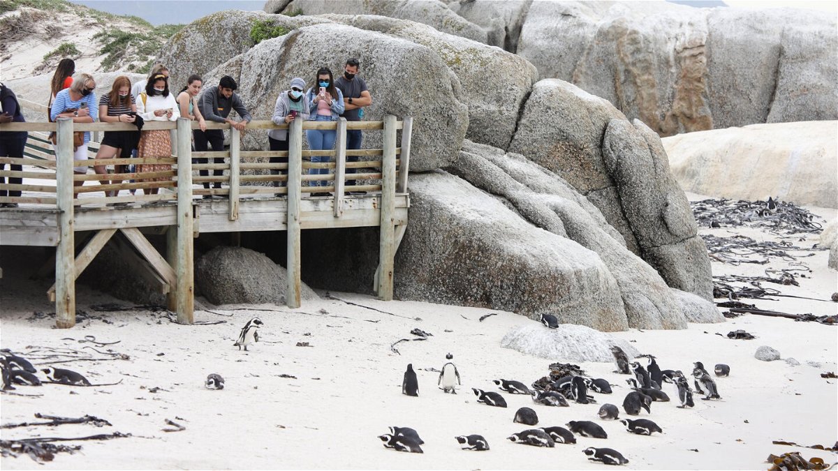 <i>Lyu Tianran/Xinhua/Getty Images</i><br/>The penguin colony is pictured here in Simonstown