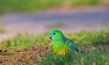 A red-rumped parrot