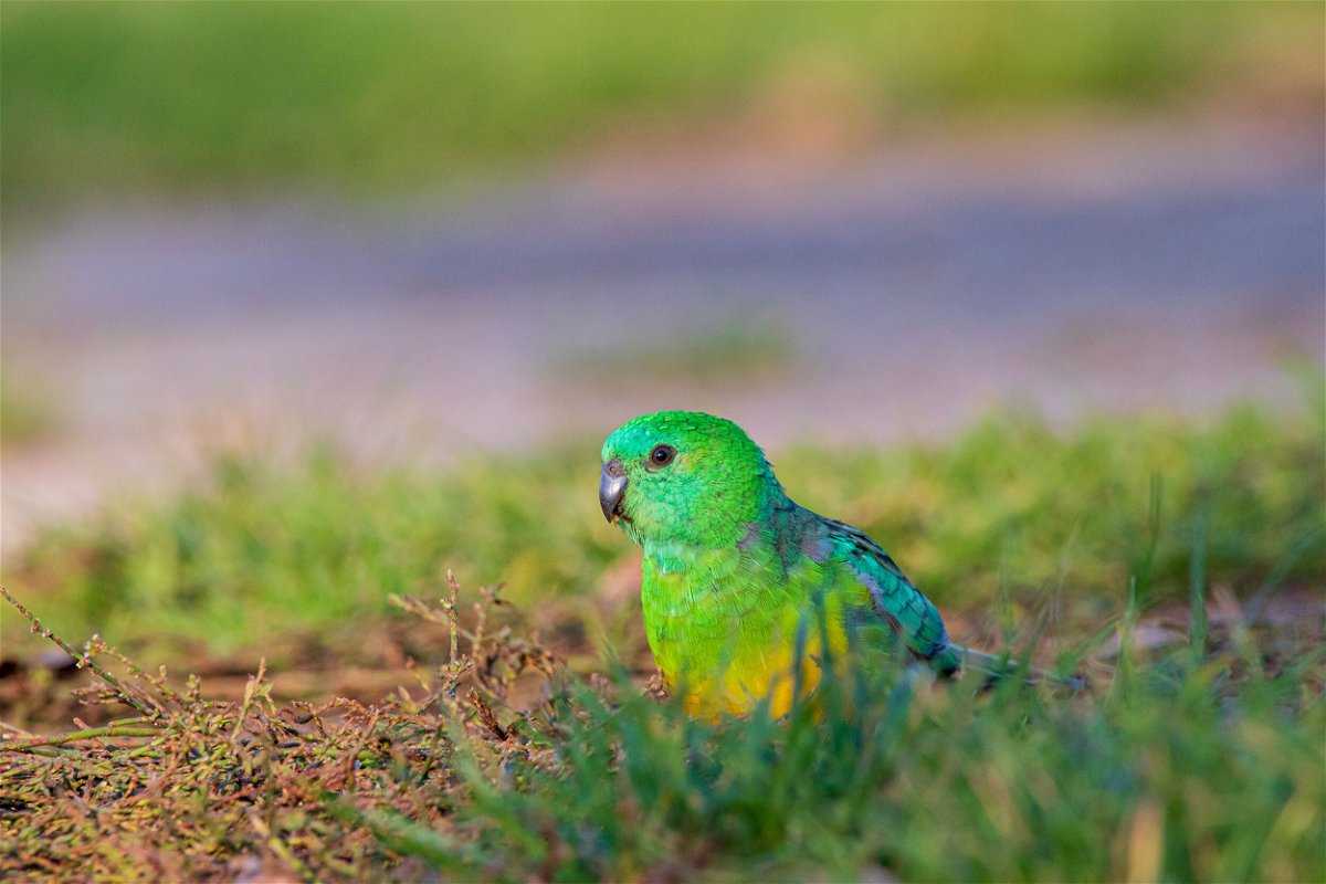 <i>Ryan Barnaby</i><br/>A red-rumped parrot