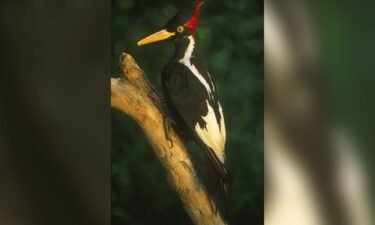 The ivory-billed woodpecker