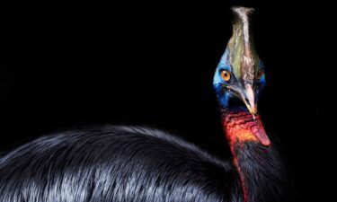 A cassowary can be aggressive