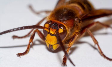 The second "murder hornet" nest of the year has been eradicated in Washington state