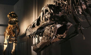 The lower jaw of SUE the T. rex is pitted with holes. Experts believe they were the result of a parasitic infection.