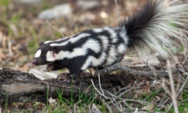 There are more spotted skunks than previously believed