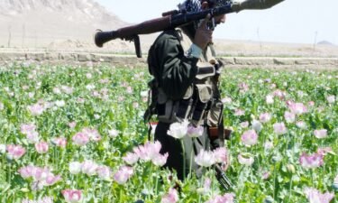 An Afghan soldier walks through a field of poppies during an eradication campaign in Kandahar province's Maiwand district in 2005.