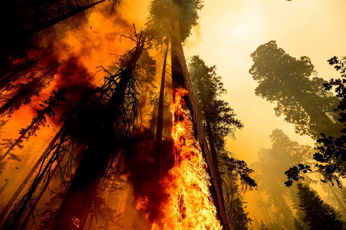 <i>Noah Berger/AP</i><br/>Flames lick up a tree as the Windy Fire burns in the Trail of 100 Giants grove in Sequoia National Forest