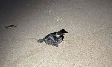 A massive oil spill off the coast of Huntington Beach
