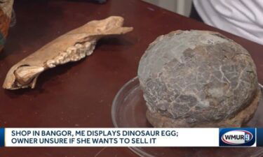 A dinosaur egg more than 65 million years old is now on display at a shop in Maine.