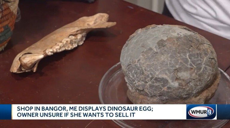 <i>WMUR</i><br/>A dinosaur egg more than 65 million years old is now on display at a shop in Maine.