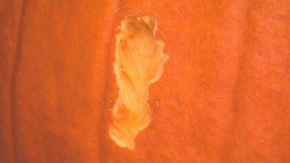 <i>WBZ</i><br/>Bite marks are shown in a pumpkin. Watertown residents have been urged to move their pumpkins inside so rats don't show up at their doors.