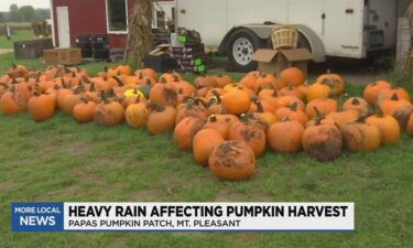 Pumpkins at Papas Pumpkin Patch in Mt. Pleasant