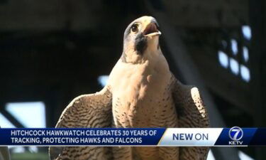 Hitchcock Hawkwatch in Honey Creek