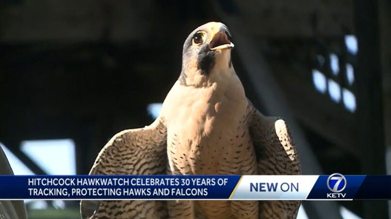 <i>KETV</i><br/>Hitchcock Hawkwatch in Honey Creek