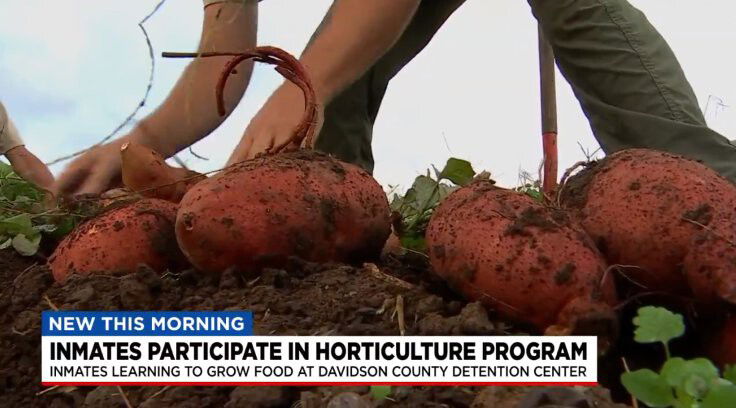 <i>WSMV</i><br/>The Davidson County Detention Center contains rows of crops