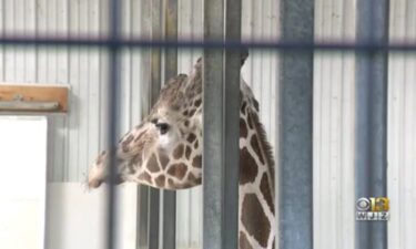 The Plumpton Park Zoo announced that one of the zoo's main attractions