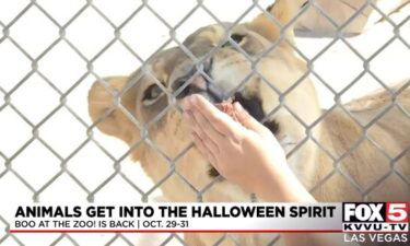 A lion gets a snack at the The Lion Habitat Ranch in Henderson