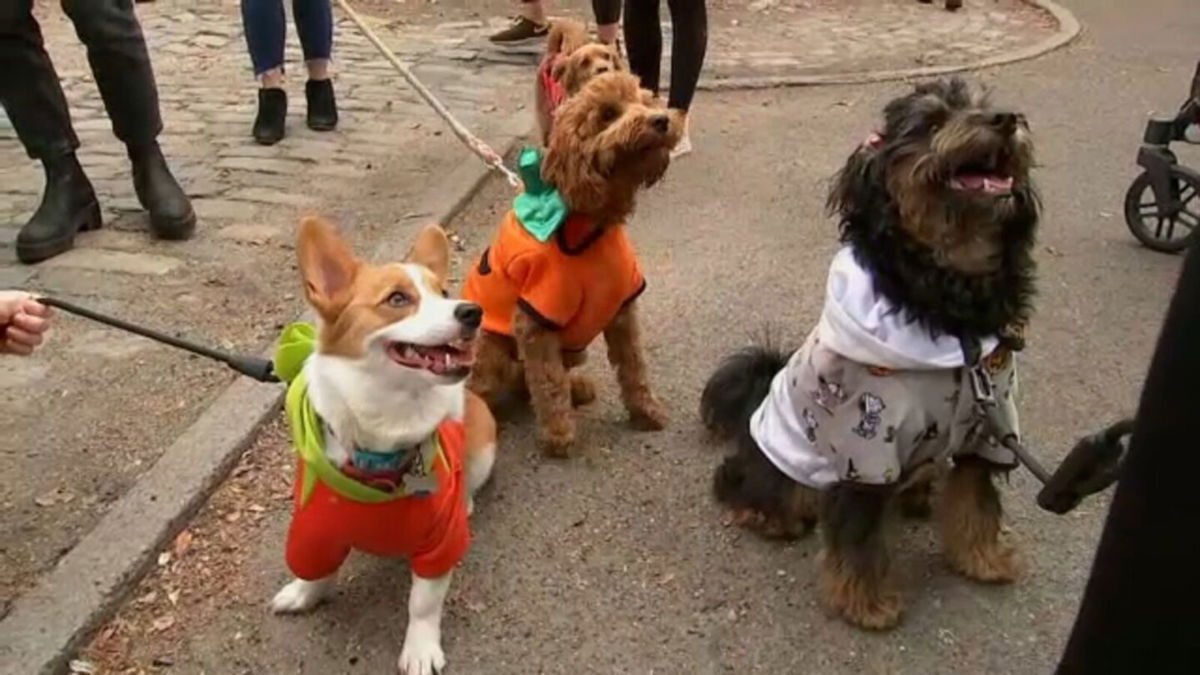 <i>WABC</i><br/>Dogs particpate in the Halloween Dog Parade on October 23 in New York City.