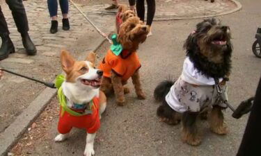 Dogs particpate in the Halloween Dog Parade on October 23 in New York City.