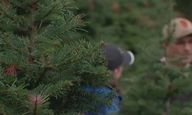 The rain we're having is welcome weather for Christmas tree farmers